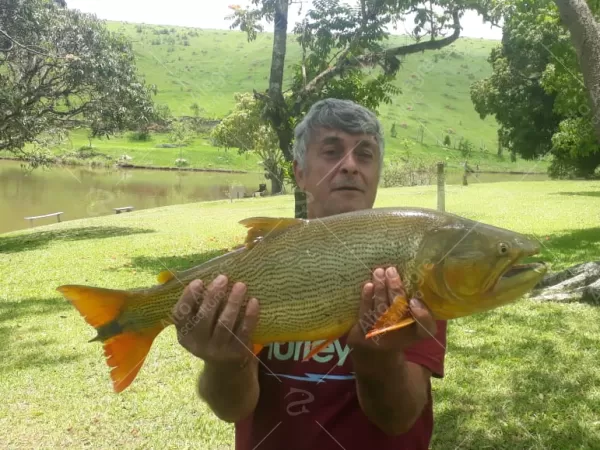 Alevino de Dourado, o Rei do Rio, para pesca esportiva.